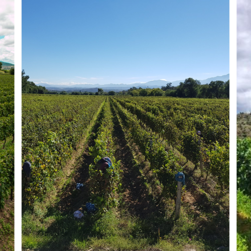 El sabor del vino nace en la naturaleza: Ruta del Vino y Áreas Protegidas de Bolivia